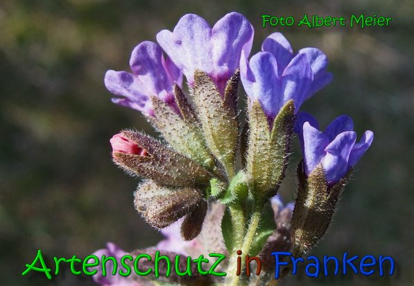 Copyright AiS Albert Meier Bild zum Eintrag (64059-160)
