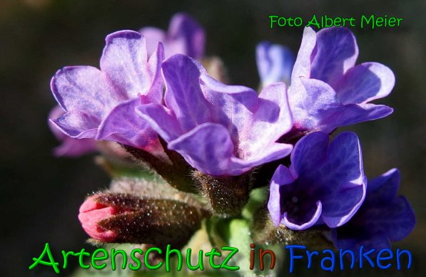 Copyright AiS Albert Meier Bild zum Eintrag (64060-160)