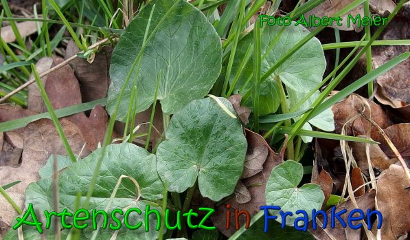 Copyright AiS Albert Meier Bild zum Eintrag (64062-160)
