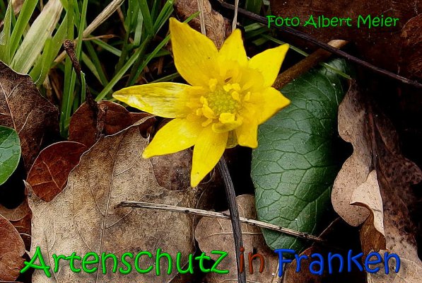 Copyright AiS Albert Meier Bild zum Eintrag (64063-160)