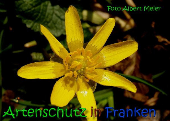 Copyright AiS Albert Meier Bild zum Eintrag (64064-160)