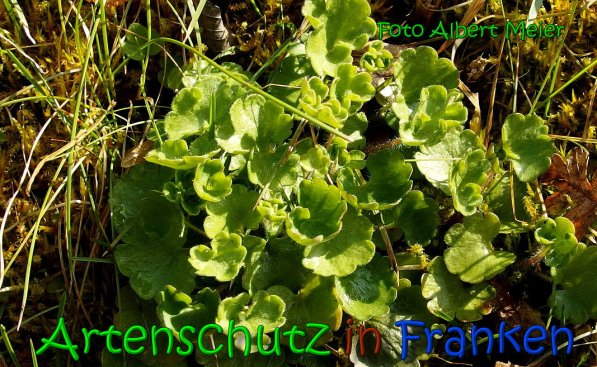Copyright AiS Albert Meier Bild zum Eintrag (64065-160)
