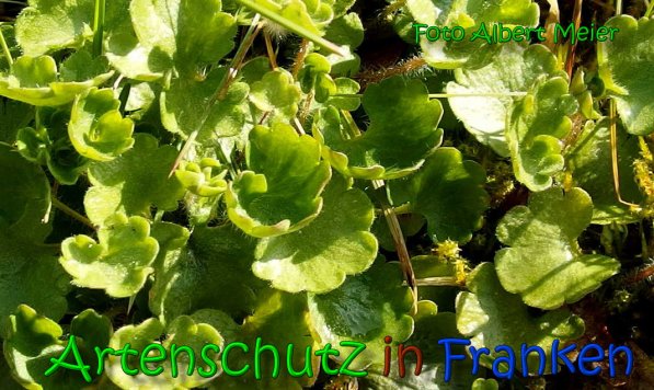 Copyright AiS Albert Meier Bild zum Eintrag (64066-160)