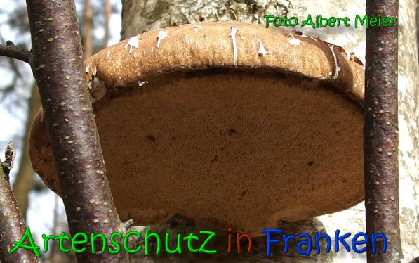 Copyright AiS Albert Meier Bild zum Eintrag (64068-160)