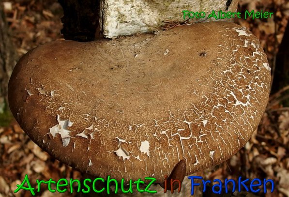 Copyright AiS Albert Meier Bild zum Eintrag (64069-160)