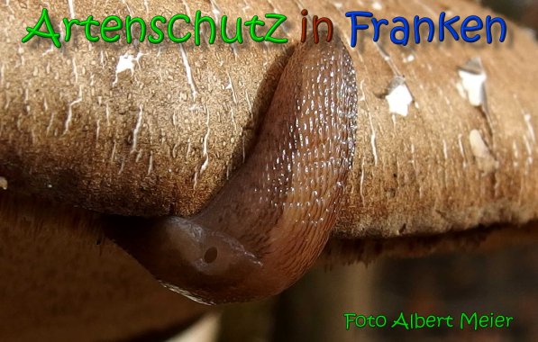 Copyright AiS Albert Meier Bild zum Eintrag (64070-160)