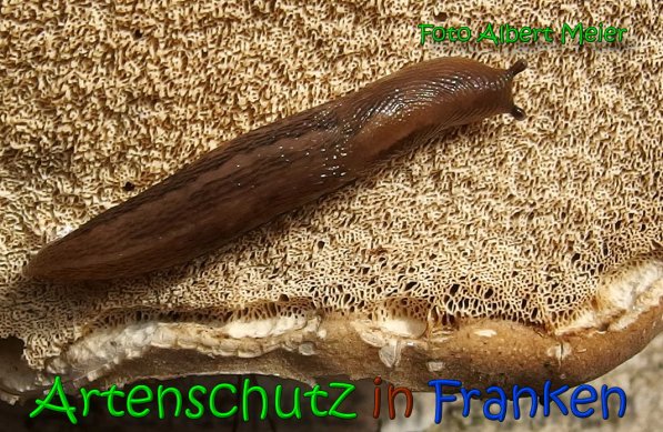 Copyright AiS Albert Meier Bild zum Eintrag (64071-160)