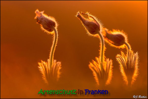Copyright AiS Johannes Rother Bild zum Eintrag (64158-160)