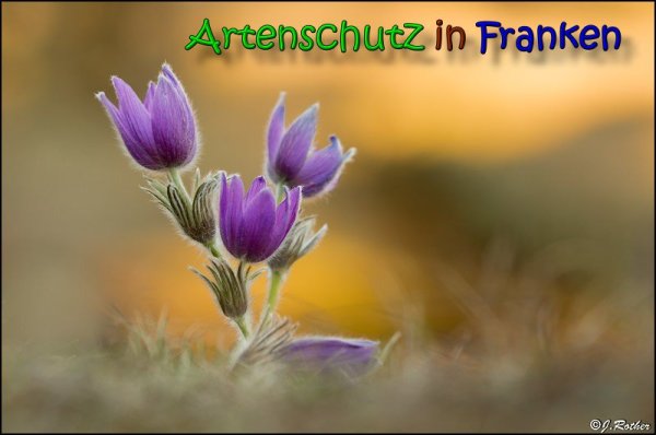 Copyright AiS Johannes Rother Bild zum Eintrag (64159-160)