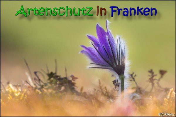 Copyright AiS Johannes Rother Bild zum Eintrag (64160-160)