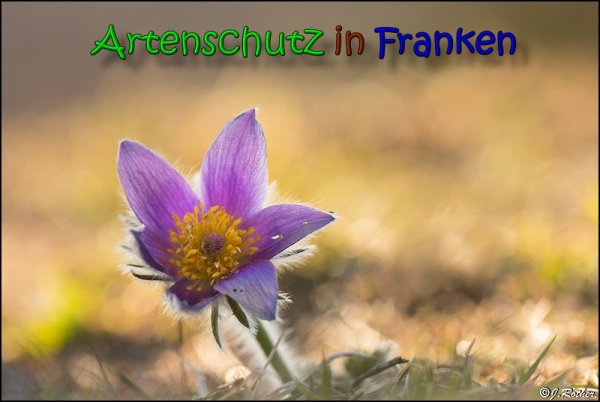 Copyright AiS Johannes Rother Bild zum Eintrag (64162-160)