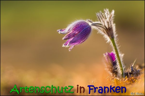 Copyright AiS Johannes Rother Bild zum Eintrag (64163-160)