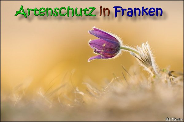 Copyright AiS Johannes Rother Bild zum Eintrag (64164-160)