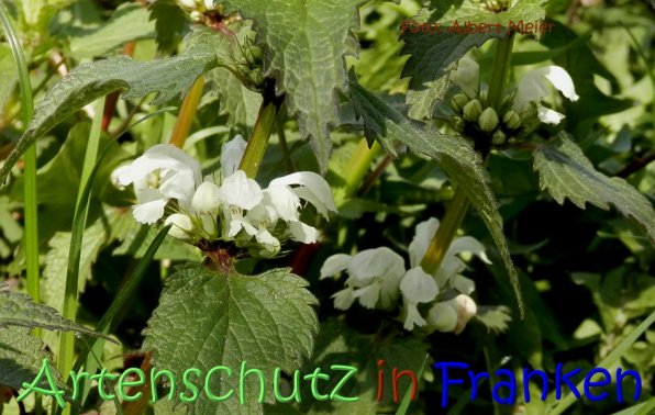 Copyright AiS Albert Meier Bild zum Eintrag (64251-160)
