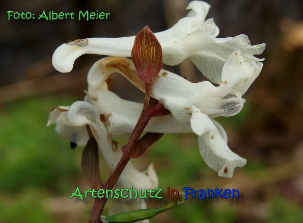 Copyright AiS Albert Meier Bild zum Eintrag (64422-160)