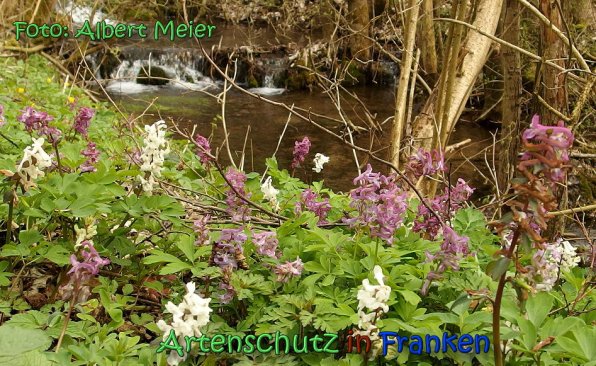 Copyright AiS Albert Meier Bild zum Eintrag (64423-160)
