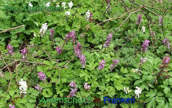 Copyright AiS Albert Meier Bild zum Eintrag (64424-160)