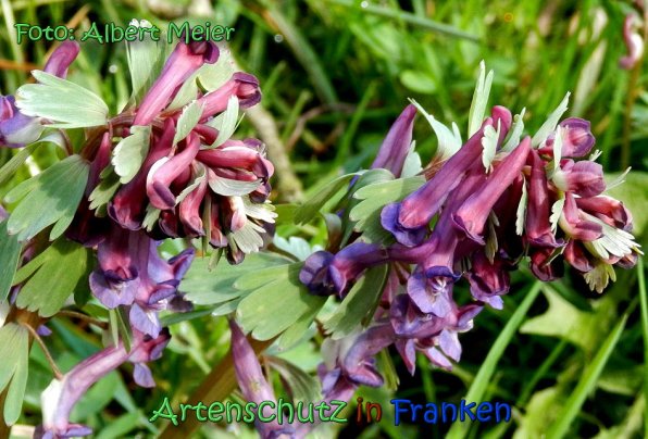 Copyright AiS Albert Meier Bild zum Eintrag (64425-160)