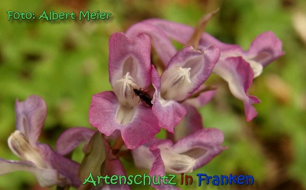 Copyright AiS Albert Meier Bild zum Eintrag (64426-160)
