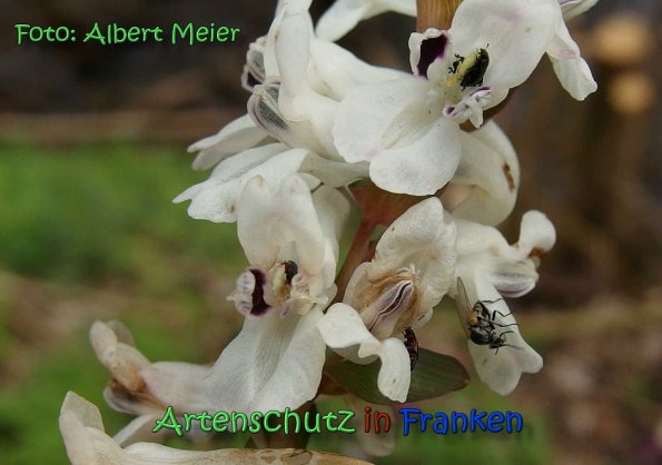 Copyright AiS Albert Meier Bild zum Eintrag (64427-160)
