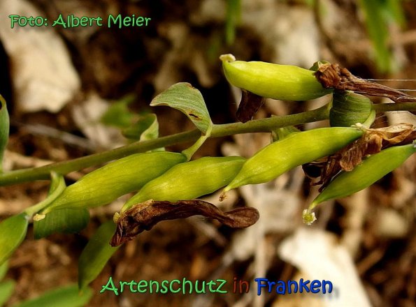 Copyright AiS Albert Meier Bild zum Eintrag (64428-160)