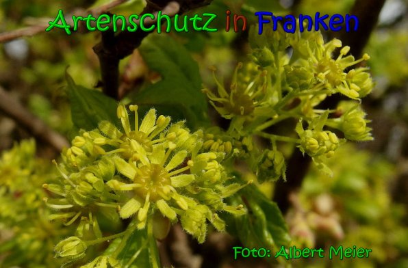 Copyright AiS Albert Meier Bild zum Eintrag (64469-160)