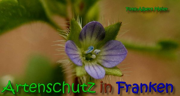 Copyright AiS Albert Meier Bild zum Eintrag (64534-160)