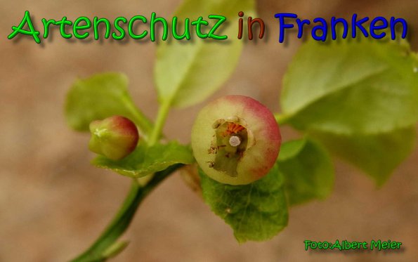 Copyright AiS Albert Meier Bild zum Eintrag (64539-160)