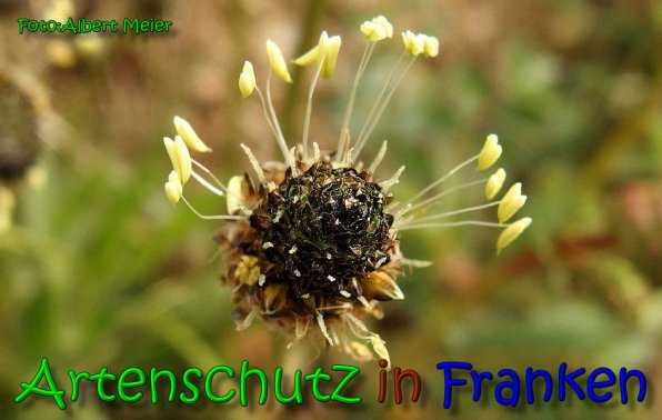 Copyright AiS Albert Meier Bild zum Eintrag (64542-160)