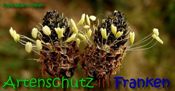 Bild zum Eintrag (64546-160)