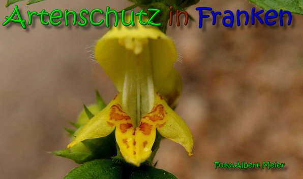Copyright AiS Albert Meier Bild zum Eintrag (64561-160)