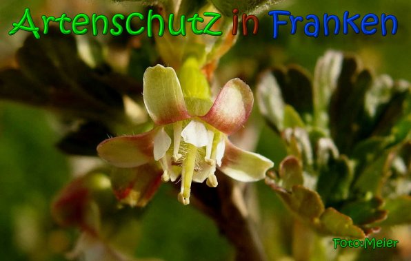 Copyright AiS Albert Meier Bild zum Eintrag (64570-160)