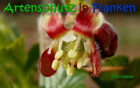 Copyright AiS Albert Meier Bild zum Eintrag (64571-160)