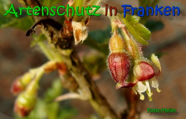 Bild zum Eintrag (64572-160)