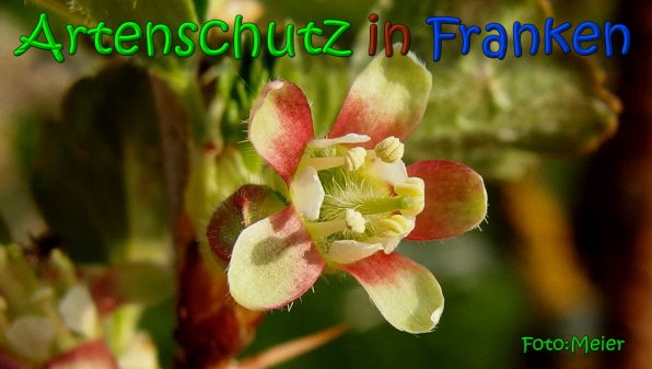 Bild zum Eintrag (64573-160)