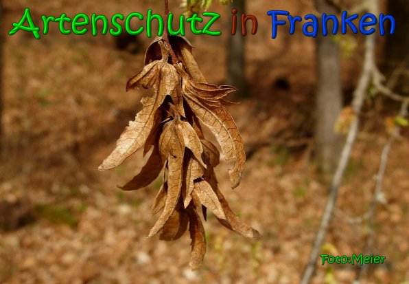 Copyright AiS Albert Meier Bild zum Eintrag (64576-160)