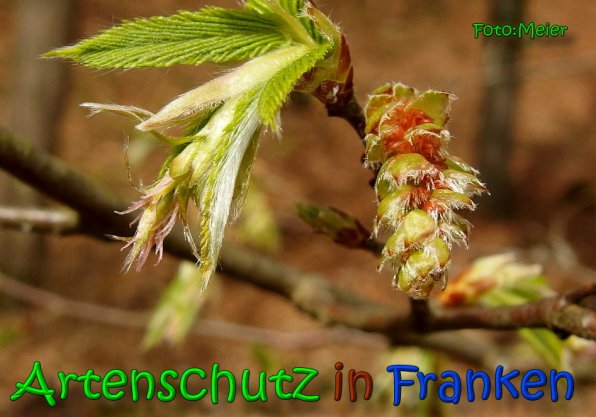 Copyright AiS Albert Meier Bild zum Eintrag (64577-160)
