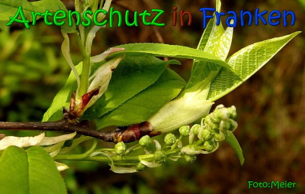 Copyright AiS Albert Meier Bild zum Eintrag (64588-160)