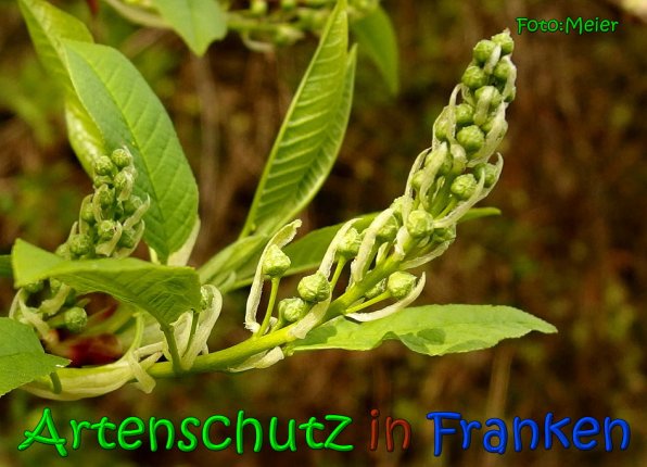 Copyright AiS Albert Meier Bild zum Eintrag (64589-160)