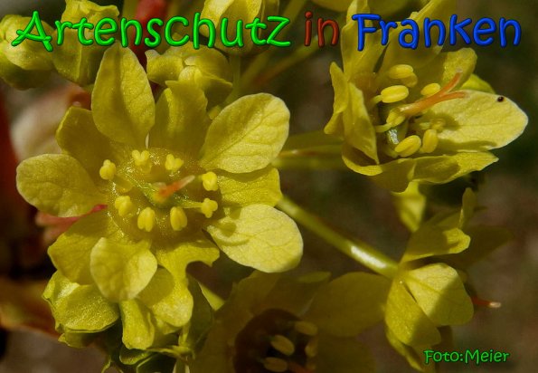 Bild zum Eintrag (64592-160)