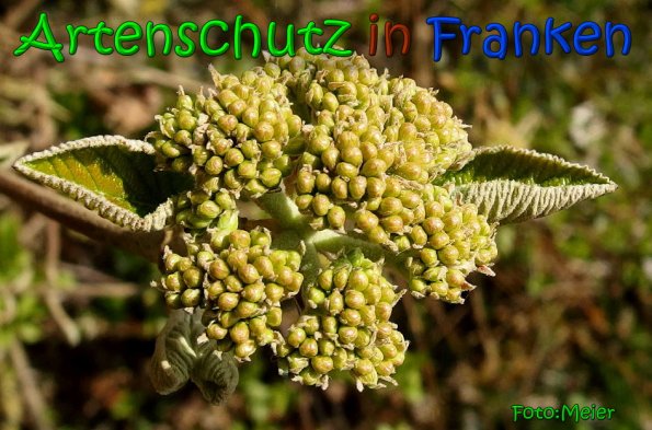 Bild zum Eintrag (64600-160)