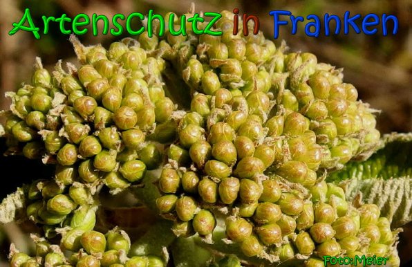 Copyright AiS Albert Meier Bild zum Eintrag (64602-160)