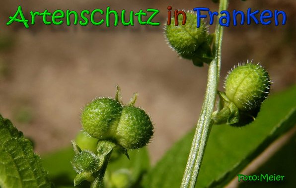 Copyright AiS Albert Meier Bild zum Eintrag (64610-160)