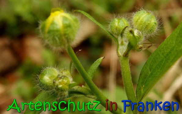Copyright AiS Albert Meier Bild zum Eintrag (64614-160)