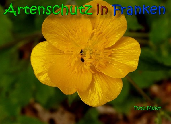 Bild zum Eintrag (64619-160)