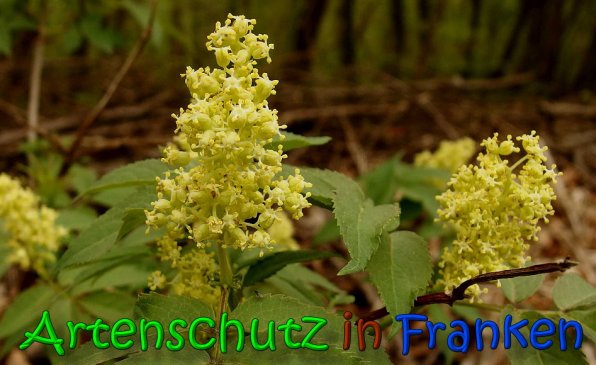 Bild zum Eintrag (64621-160)