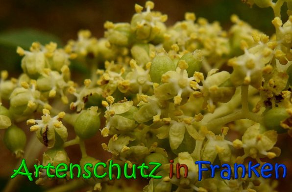 Bild zum Eintrag (64622-160)