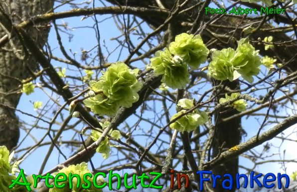 Copyright AiS Albert Meier Bild zum Eintrag (64627-160)