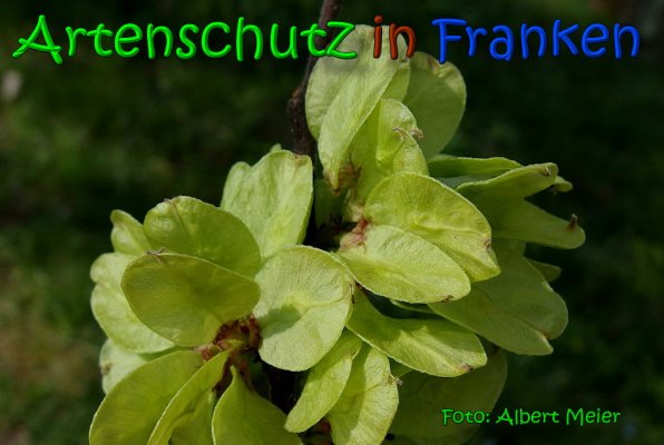Copyright AiS Albert Meier Bild zum Eintrag (64628-160)