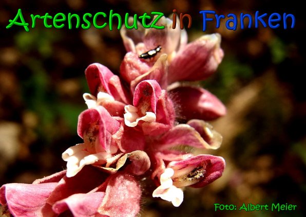 Copyright AiS Albert Meier Bild zum Eintrag (64640-160)
